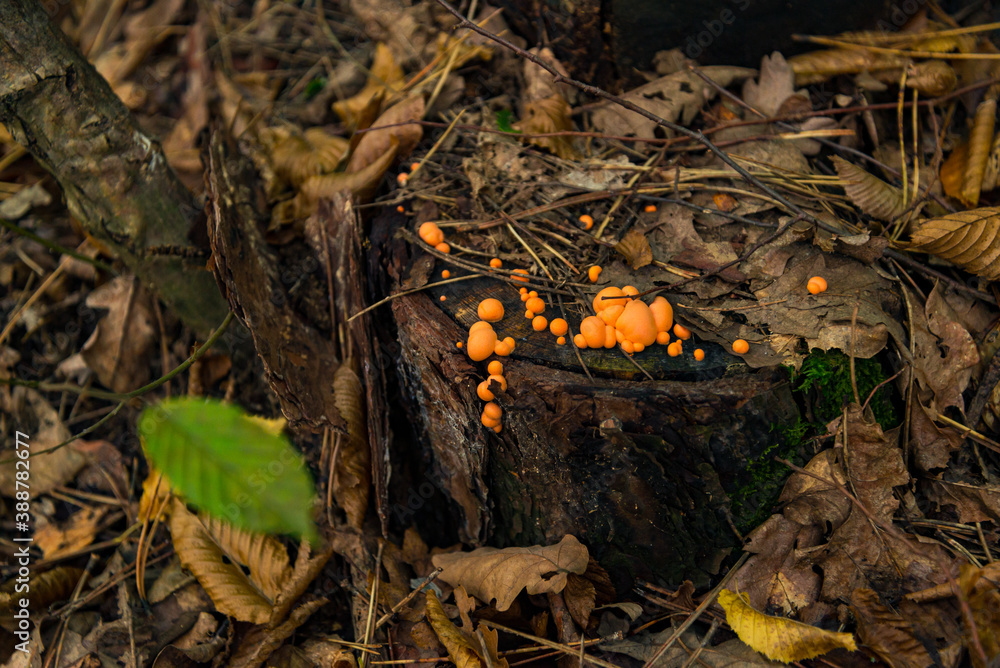 orange mushroom growing on tree trunk