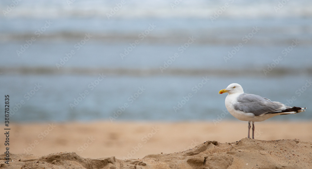 seagull on the beach seagull on the beach