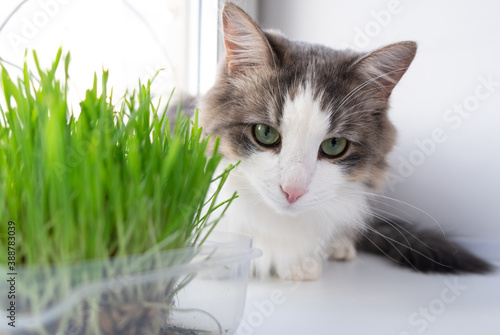 Fototapeta Naklejka Na Ścianę i Meble -  cute cat eating healthy grass
