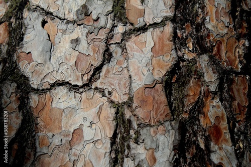 bark of a tree