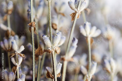 Fototapeta Naklejka Na Ścianę i Meble -  Bunch of dried lavender close up. - Image