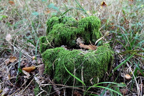 green moss on the ground
