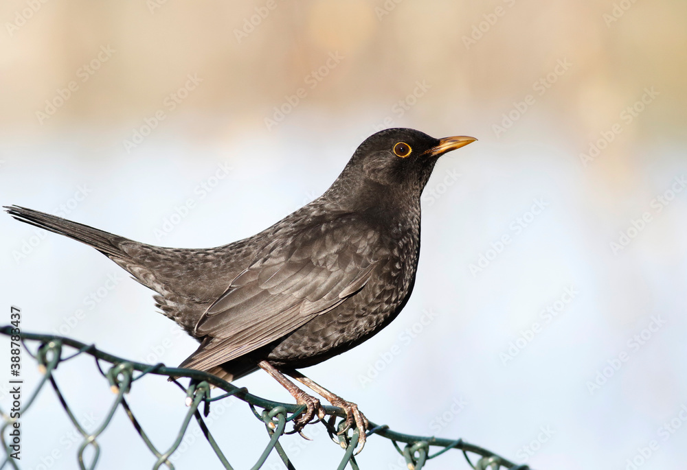 Common blackbird Common blackbird