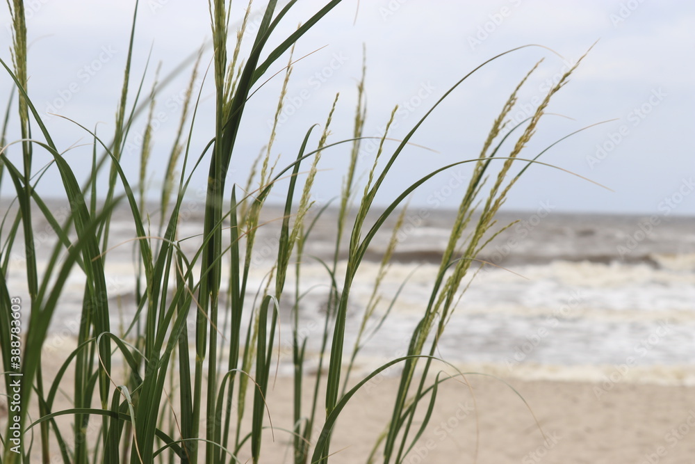 sea grass on the beach sea grass on the beach