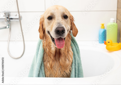 Golden retriever dog in bathtub after washing © tan4ikk