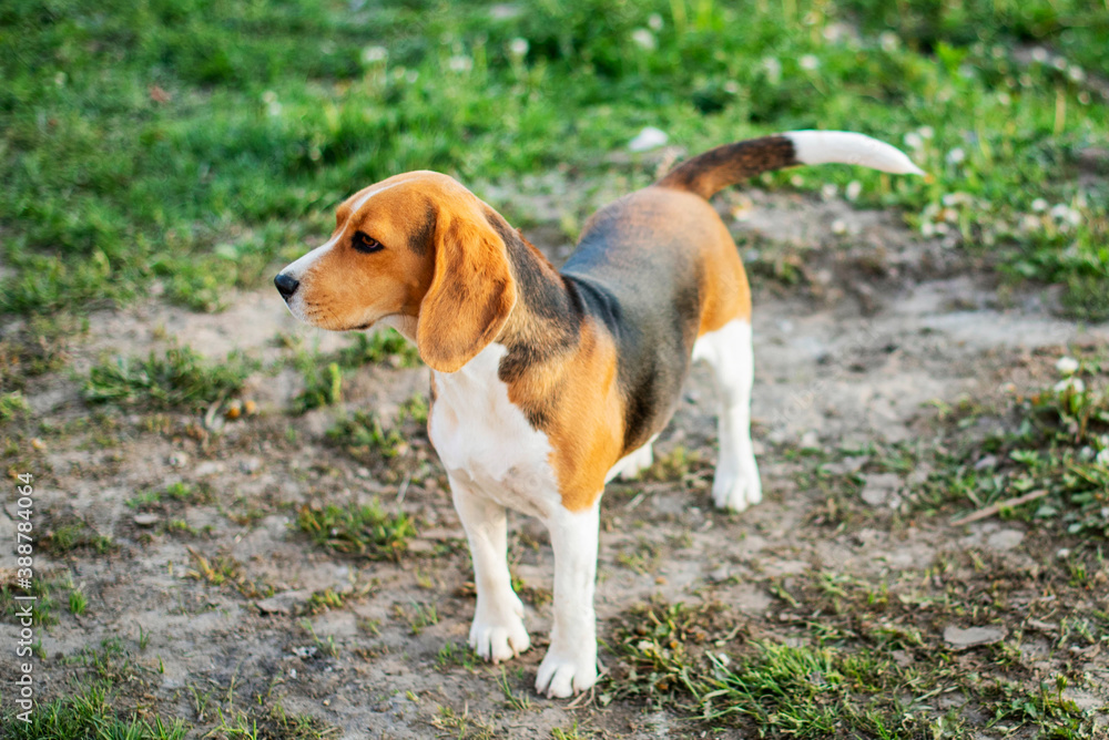 Show dog of breed of beagle on a natural green background