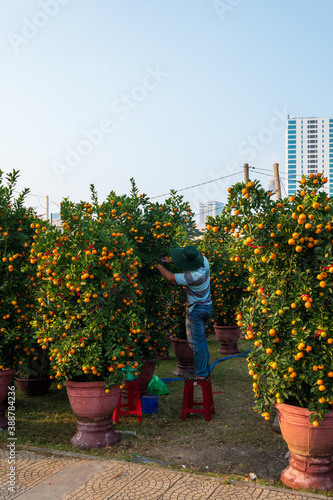 A man works pruning and selling orange trees  for Tet holiday in Da Nang, Vietnam