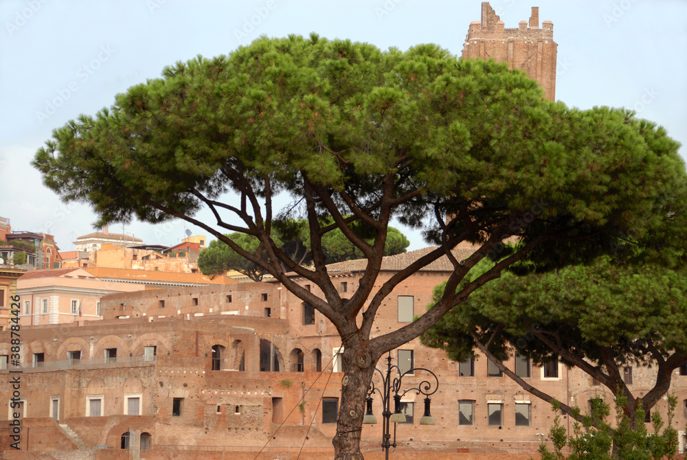 The maritime pines of Rome are an important symbol of the Italian capital. The beautiful climate makes them beautiful and vigorous in the landscapes to be photographed on a Roman holiday.