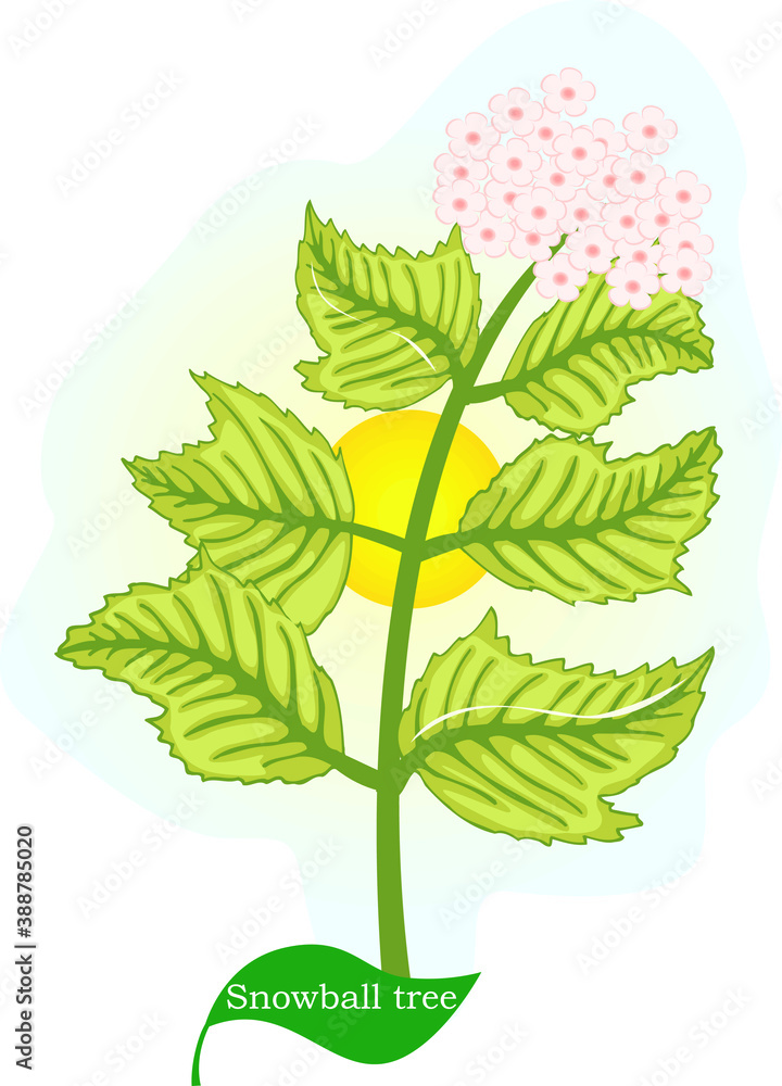 Fototapeta Ilustracja rośliny kwiatowej