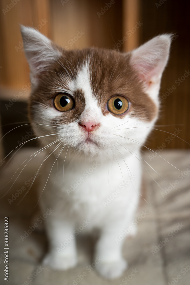 cute white cinnamon british shorthair kitten sitting on scratching post looking at camera