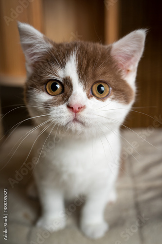 cute white cinnamon british shorthair kitten sitting on scratching post looking at camera © FurryFritz
