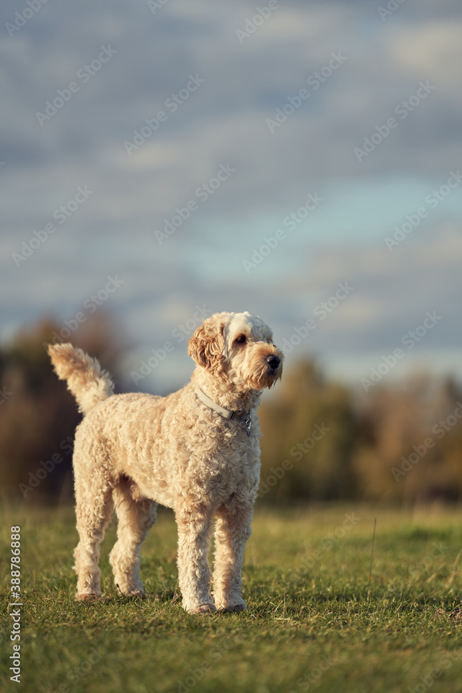 A young labradoodle having fun in the British countryside A young labradoodle having fun in the British countryside