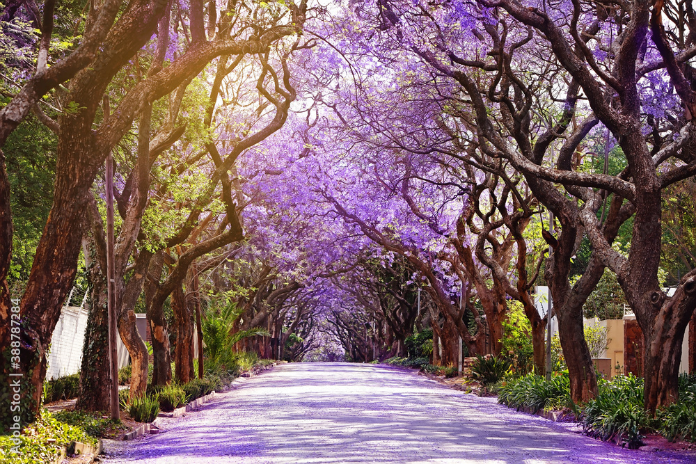 Obraz premium Jacaranda trees season in Johannesburg
