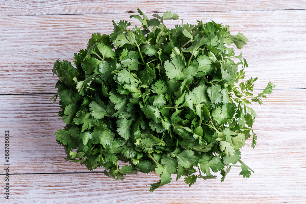 Fresh cilantro on wooden table Fresh cilantro on wooden table