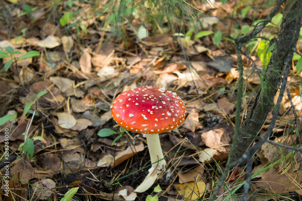 Closeup on fly agaric in autumn forest Closeup on fly agaric in autumn forest