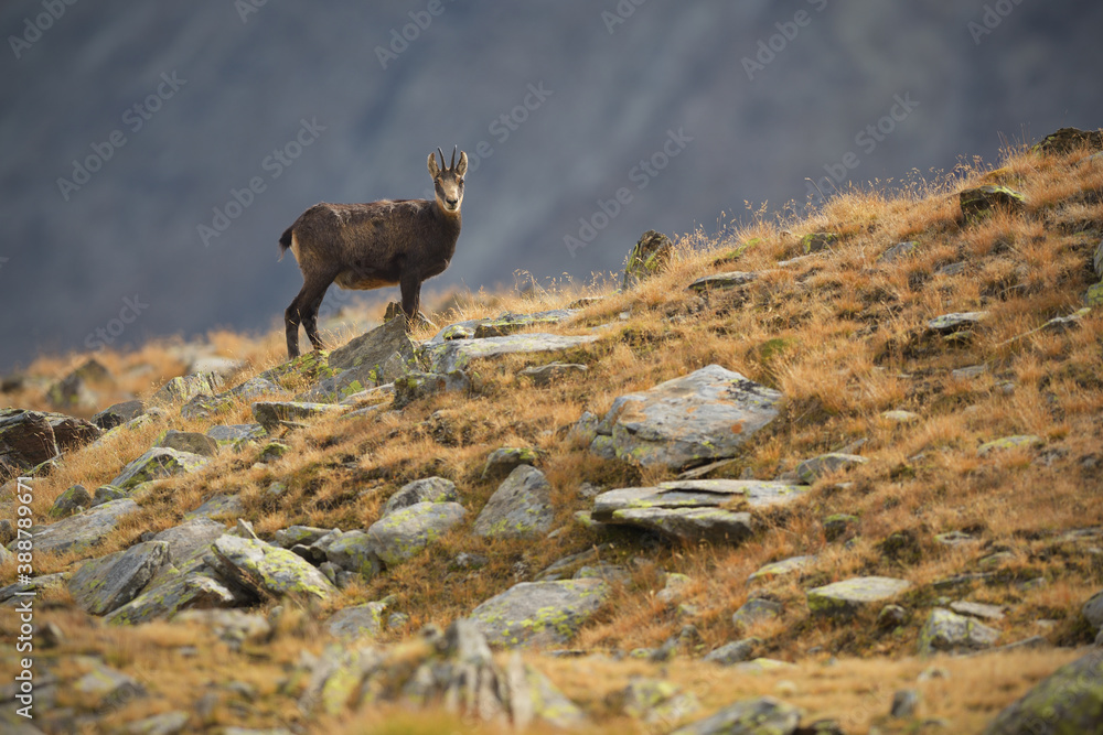 Chamois staying in an autumn gold mountain meadow Chamois staying in an autumn gold mountain meadow