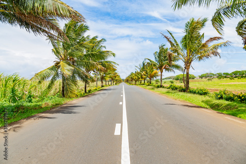 palm trees on the road