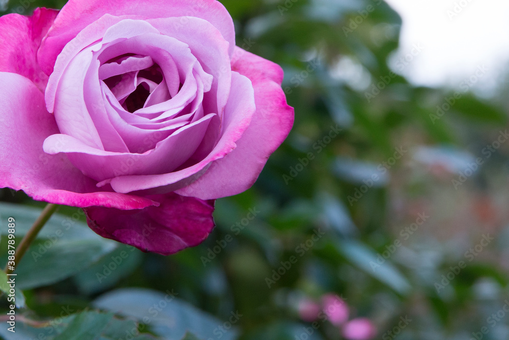 ピンク系の色のバラ