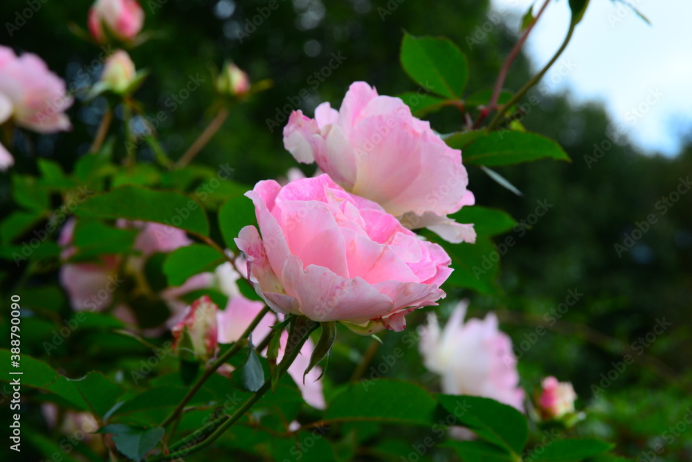 ピンク系の色のバラ