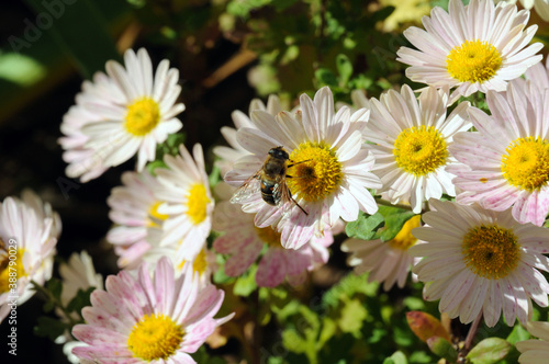 A bee collects pollen on a blooming flower