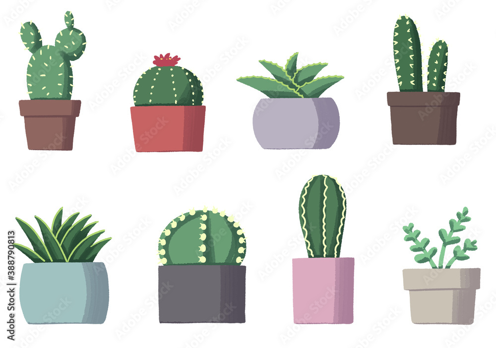 cactus cactus