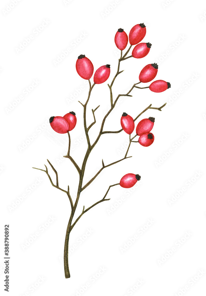 Ilex tree branch with red berries. Winter berry, holly, wild plant twig. Hand drawn botanical element isolated for design Christmas holiday print, poster, greeting card, invitation, frame, pattern
Ilex tree branch with red berries. Winter berry, holly, wild plant twig. Hand drawn botanical element isolated for design Christmas holiday print, poster, greeting card, invitation, frame, pattern