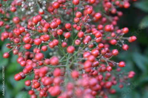 red berries on a bush