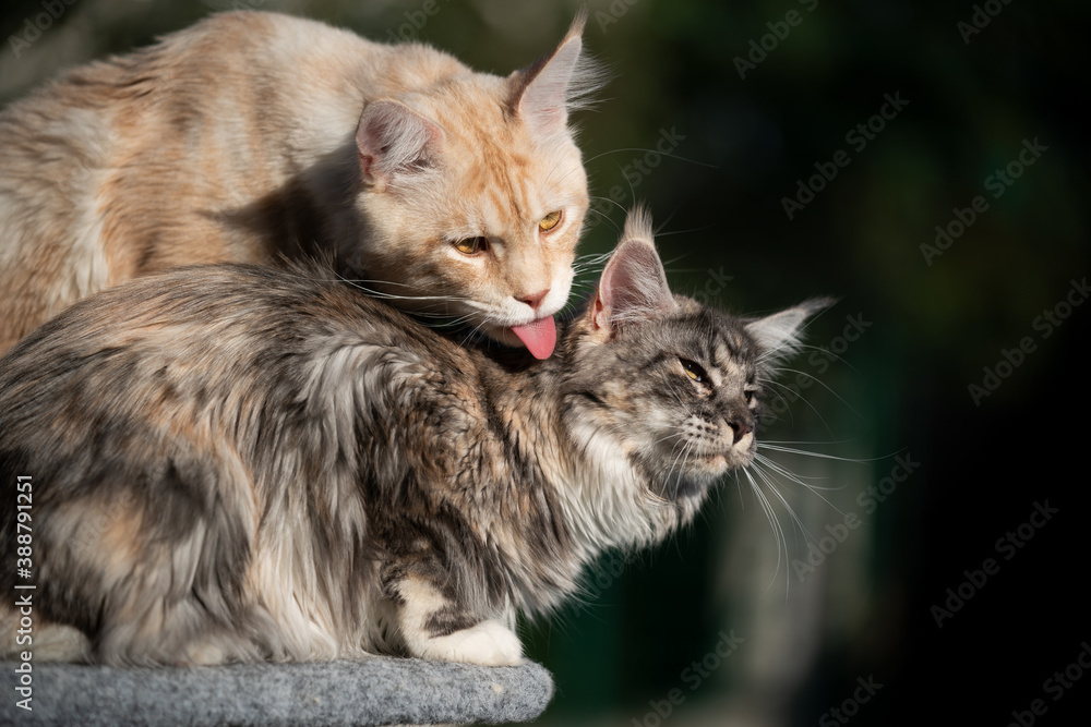 maine coon cat grooming another cat's fur outdoors in sunlight