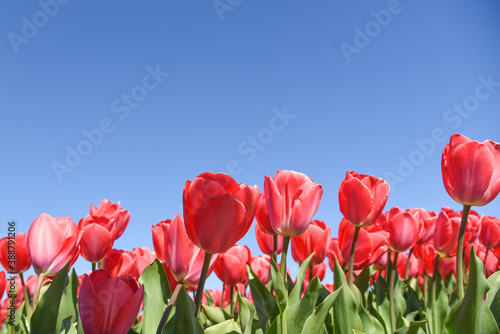 Pink tulips on a flower bulb field near Julianadorp.