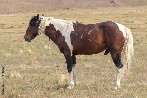 Wild horse in the Utah Desert