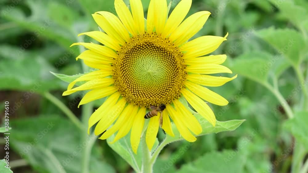 Bees come to suck nectar from the beautiful blooming yellow sunflower pollen. Bees come to suck nectar from the beautiful blooming yellow sunflower pollen.