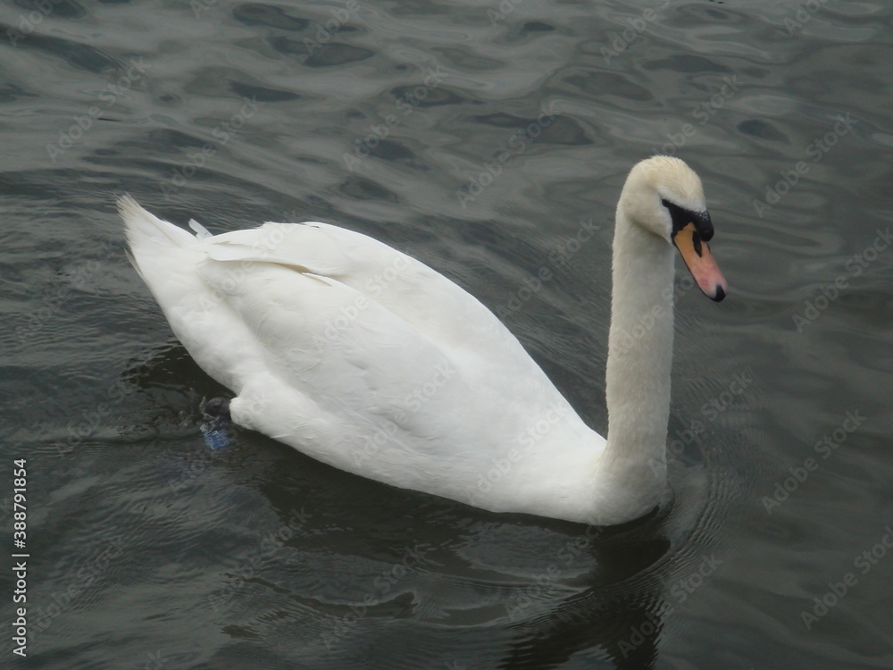 Fototapeta premium swan on the lake