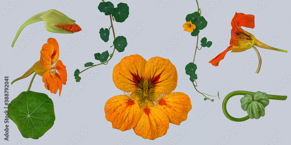 Fototapeta premium Große Kapuzinerkresse (Tropaeolum majus), Bildtafel