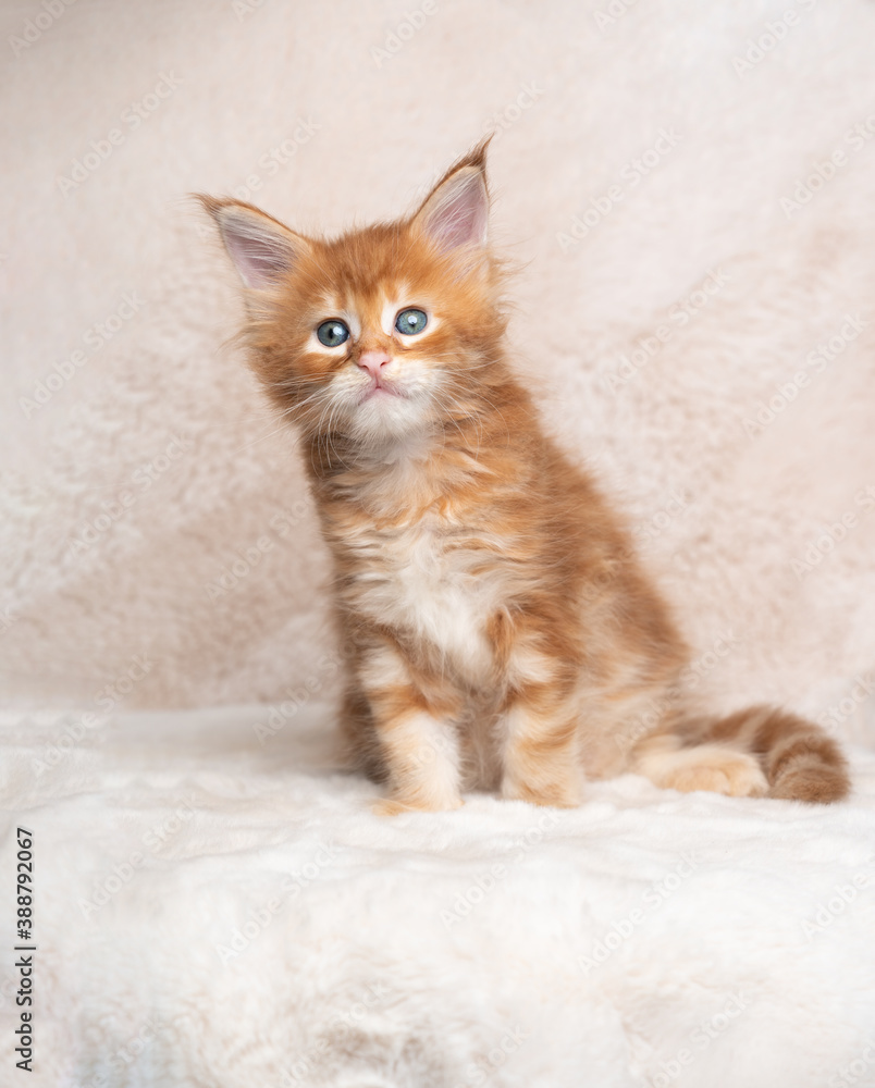 cute red ginger tabby maine coon kitten studio portrait with copy space
