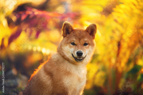 Beautiful and happy shiba inu puppy sitting in the fall forest at golden sunset. Cute Red shiba inu female puppy in autumn