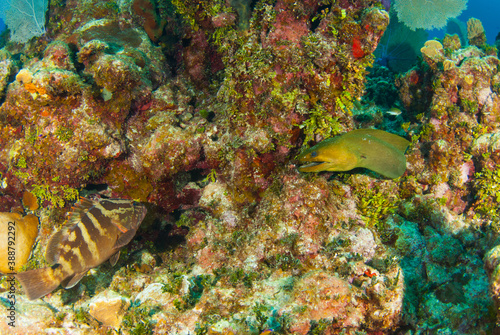 A moray eel and a nassau grouper about to bump into each other on the reef