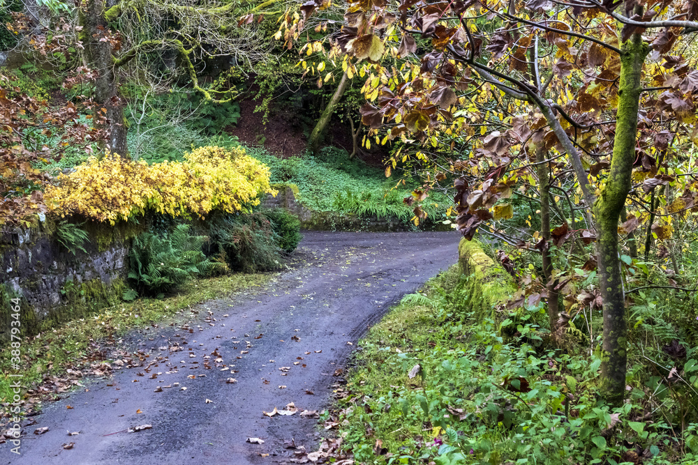 Trees, Autumn,Lochwinnoch, Renfrewshire, Scotland,UK Trees, Autumn,Lochwinnoch, Renfrewshire, Scotland,UK