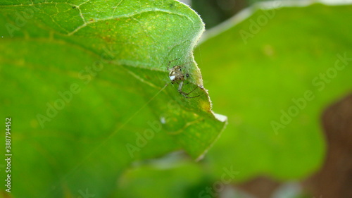 Spider hiding under the leaf. Spider sits in the edge of the web waiting a prey. Camouflage animals. insects camouflaged. Predator & prey. insect, bug, wildlife, wild nature, spiderweb, Spider web