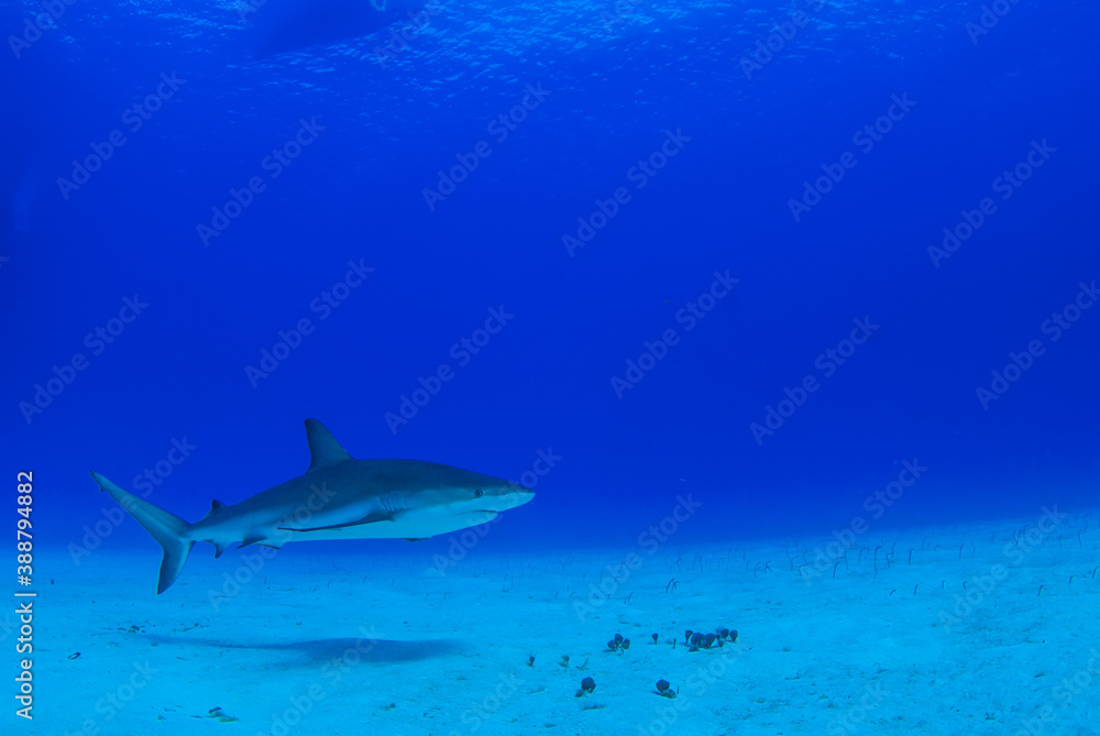 An impressive sized reef shark cruising along the reef in the Cayman Islands An impressive sized reef shark cruising along the reef in the Cayman Islands
