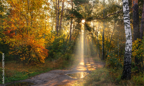 Nice autumn morning with sunbeams. Walk in nature. Landscape. © Mykhailo