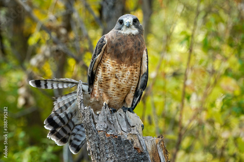 Swainson's Hawk photo