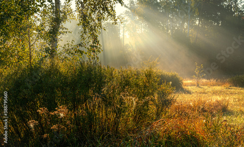 Nice autumn morning with sunbeams. Walk in nature. Landscape.