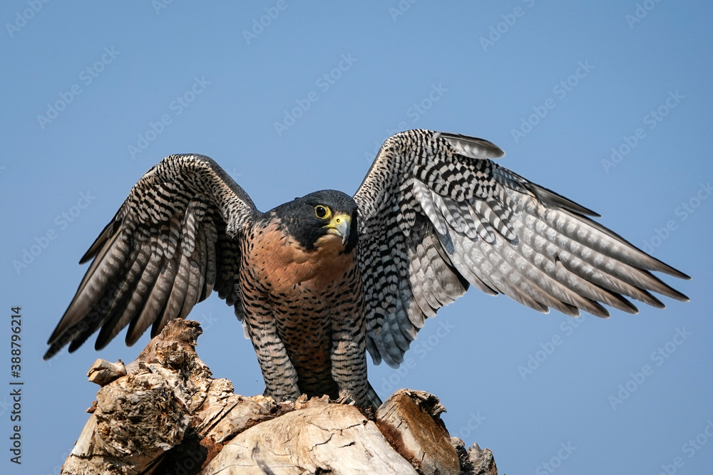 Fototapeta premium Peregrine Falcon