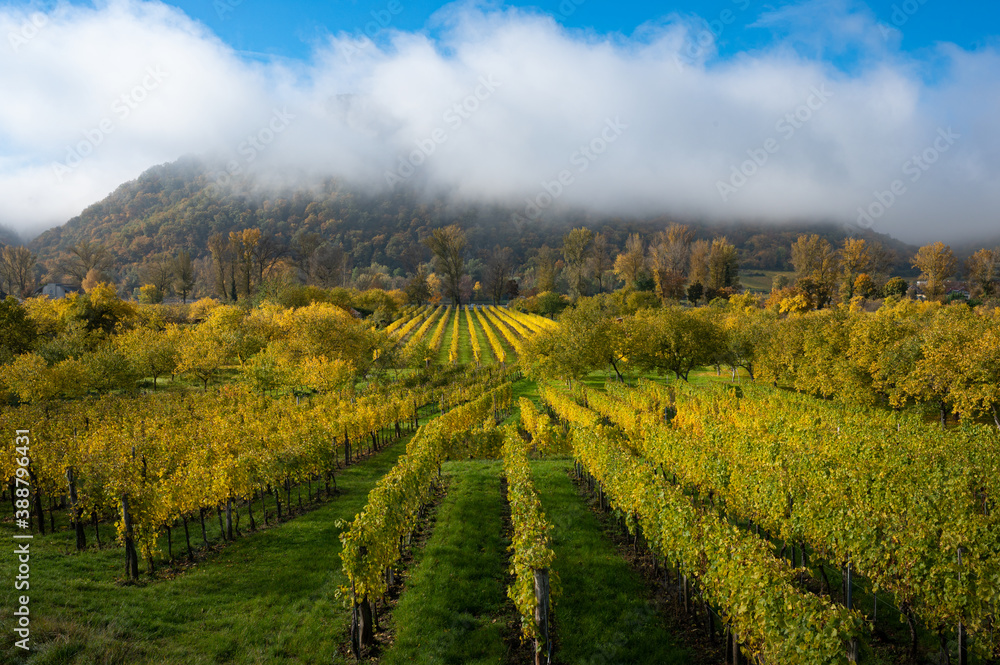 Naklejka premium Herbstliche Weingärten in der Wachau