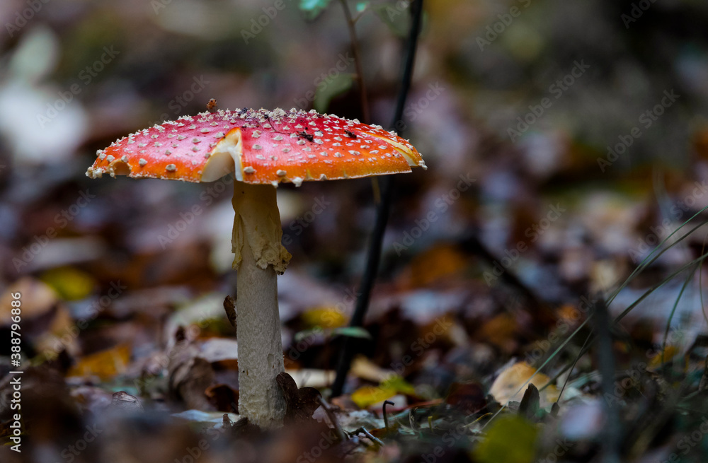 Amanita muscaria mushroom in the forest Amanita muscaria mushroom in the forest