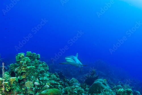 An impressive sized reef shark cruising along the reef in the Cayman Islands © drew
