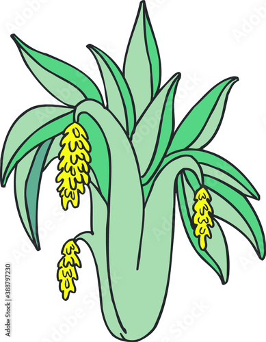 Illustration of flower plant