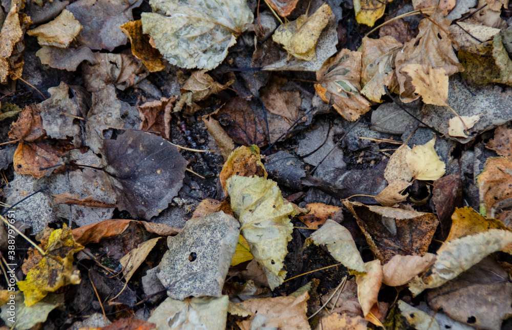 Autumn background of fallen brown, yellow, orange leaves. Wallpaper, screen saver, cover.