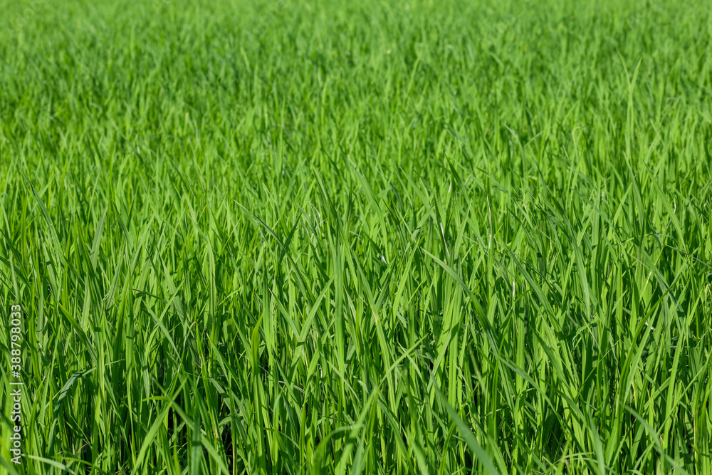 Obraz premium Baby Green rice field in countryside at thailand