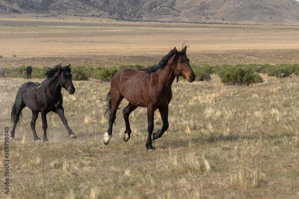 Wild horses in the Utah Desert in Spring Wild horses in the Utah Desert in Spring